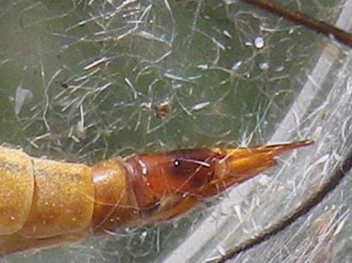 Réf. 286 975 : Tipula cava